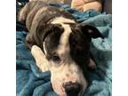 Adopt Pancho a Pit Bull Terrier