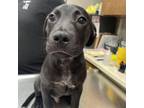 Adopt [phone removed] "Fiesty Finsley" a Black Labrador Retriever