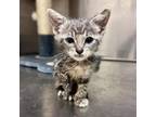 Adopt [phone removed] "Spinach" a Domestic Short Hair