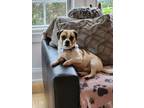 Adopt Pepperoni a Pug, Mixed Breed