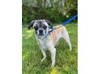 Adopt Churro a Pug, Mixed Breed