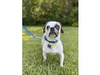 Adopt Schnitzel a Pug, Mixed Breed