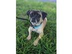 Adopt Nacho a Pug, Mixed Breed