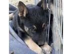 Adopt Onyx a Australian Shepherd