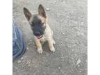 Adopt Jasper a Australian Shepherd