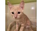 Adopt Danny a Domestic Short Hair