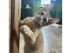 Adopt Phineas a Domestic Short Hair