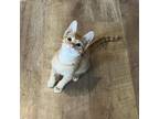 Adopt Ferb a Domestic Short Hair