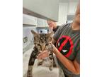 Adopt Echo a Domestic Short Hair