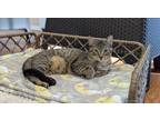 Adopt Oscar a Domestic Short Hair