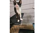 Adopt Lapel a Domestic Short Hair