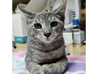 Adopt Ash a Domestic Short Hair