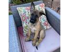 Adopt Chrysanthemum a German Shepherd Dog, Mixed Breed