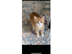 Adopt Cheddar a Domestic Short Hair