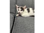 Adopt Lane a Domestic Short Hair