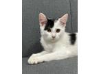 Adopt Luka a Domestic Short Hair