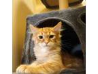 Adopt Mac a Domestic Long Hair