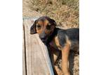 Adopt Fred a American Foxhound, Beagle
