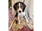 Adopt Stuart a Black and Tan Coonhound, Beagle