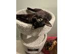 Adopt Pretty Patrick a Domestic Medium Hair