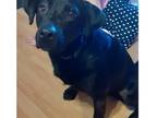Adopt Oaken a Black Labrador Retriever dog in Norristown, PA (37245687)