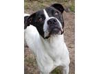 Adopt ZIGGY a Labrador Retriever / Hound (Unknown Type) / Mixed dog in Little