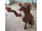 Dog for adoption - Oscar, a Chocolate Labrador Retriever Mix