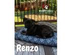 Adopt Renzo a Black Mastiff / Terrier (Unknown Type, Medium) dog in Council
