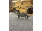 Adopt Mayweather a Spotted Tabby/Leopard Spotted Domestic Shorthair cat in
