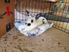Adopt Ernie a White English Spot / Mixed (short coat) rabbit in Melbourne