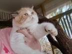 Exo Shorthair Female Kitten