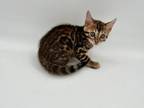 Bengal Kittens