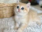 British Shorthair Kittens Golden Chinchilla Color
