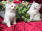 Heavenly Ragdoll Kittens