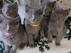 Russian Blues