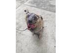 Adopt KOA a Brindle Shepherd (Unknown Type) dog in Langley, BC (37319850)