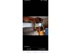 2009 Kodiak Dutchmen RV for Sale
