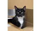 Adopt Sylvester a Black & White or Tuxedo Domestic Shorthair / Mixed cat in