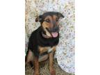 Adopt Macy (Trinity) a Brown/Chocolate - with Black Hound (Unknown Type) /