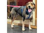 Adopt Turtle a Beagle / Hound (Unknown Type) / Mixed dog in Waxhaw