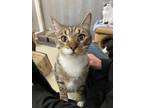 Adopt LENNY a Domestic Shorthair / Mixed (short coat) cat in Lemoore