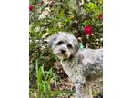Adopt Dante a Australian Shepherd / Poodle (Standard) / Mixed dog in Waxhaw