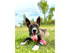 Adopt Bobby!! a Gray/Silver/Salt & Pepper - with White Husky / American Pit Bull