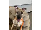 Adopt BABA VOSS a Brown/Chocolate - with Black Black Mouth Cur / Mixed dog in