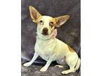 Kayla, Dachshund For Adoption In Lodi, California