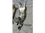 Atley & Reign, Domestic Shorthair For Adoption In Morgantown, West Virginia