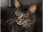 Aries (neutered), Domestic Longhair For Adoption In Marietta, Ohio