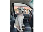 Ivy, American Staffordshire Terrier For Adoption In Reston, Virginia