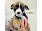 Dog for adoption - *MARJORIE, a Pit Bull Terrier & Shepherd Mix