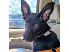Dog for adoption - Lemon Pie, a German Shepherd Dog